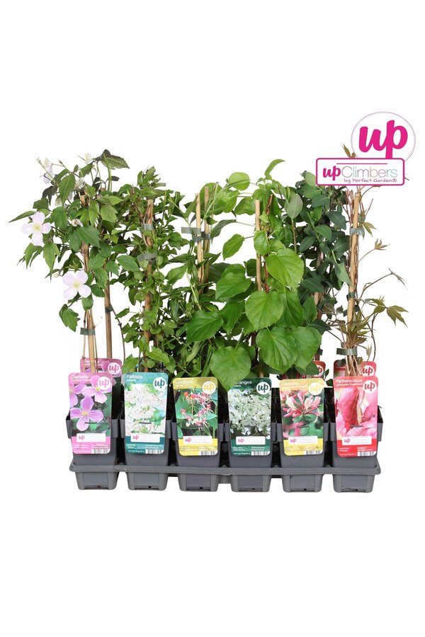 Klimplanten mix tray value P12