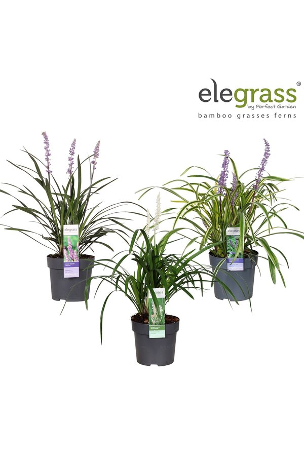 Liriope mix tray P14