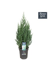 Juniperus chinensis Stricta P15