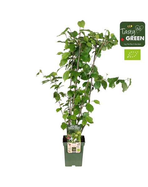 Corylus avellana Pearsons Prolific Bio P23