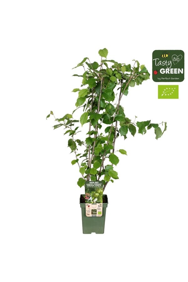 Corylus avellana Pearsons Prolific Bio P23