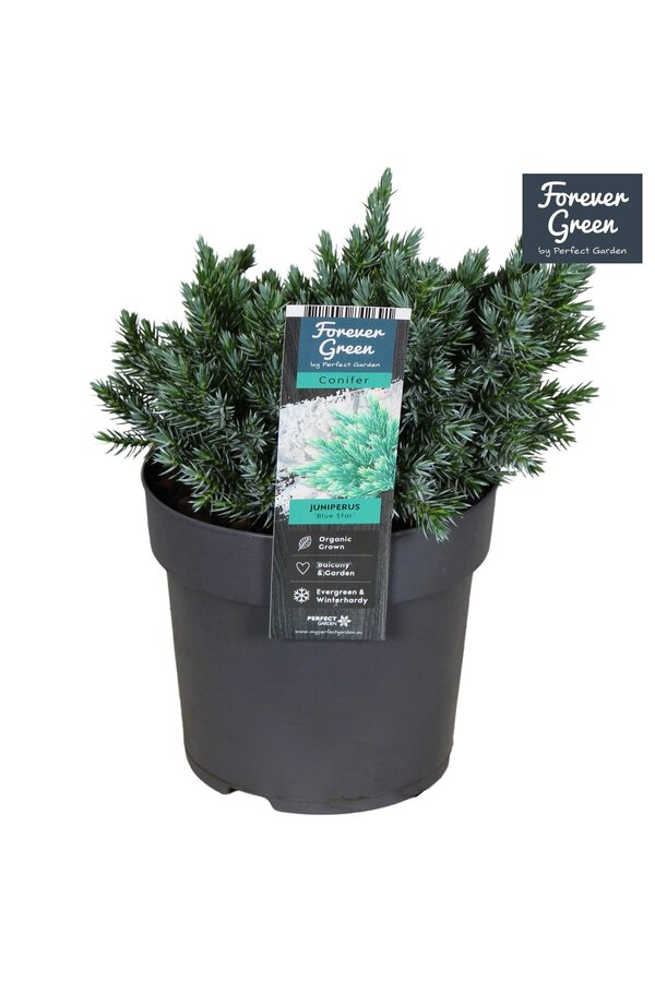 Juniperus squamata Blue Star P14
