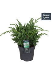 Juniperus chinensis Blue Alps P14
