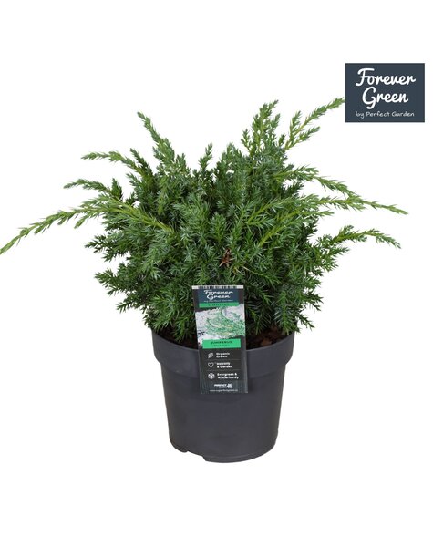 Juniperus chinensis Blue Alps P14