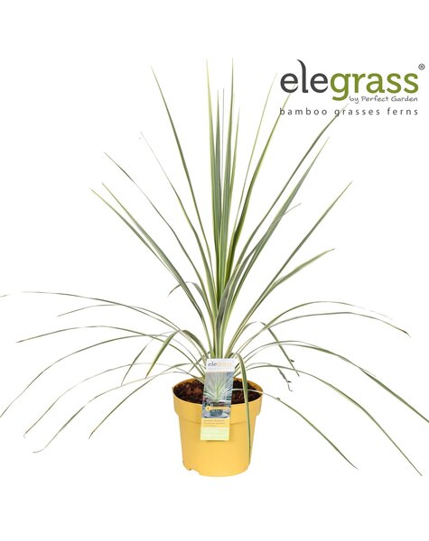 Cordyline australis Lime Passion P14