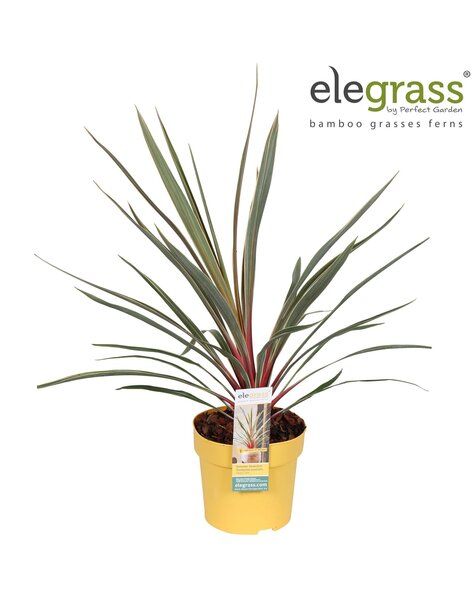 Cordyline australis Magic Star P14
