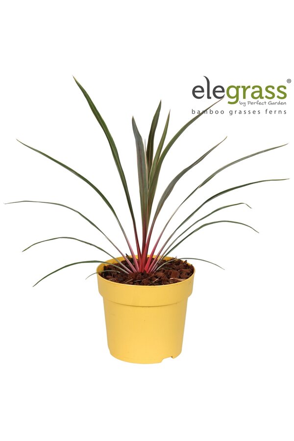 Cordyline australis Magic Star P14