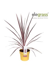 Cordyline australis Charlie Boy P14