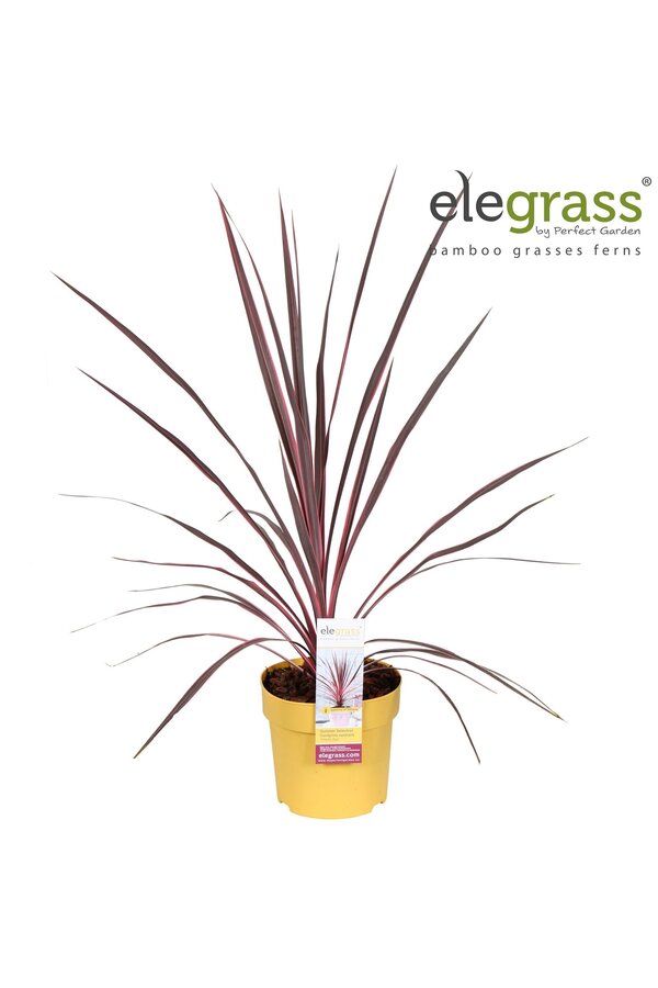 Cordyline australis Charlie Boy P14