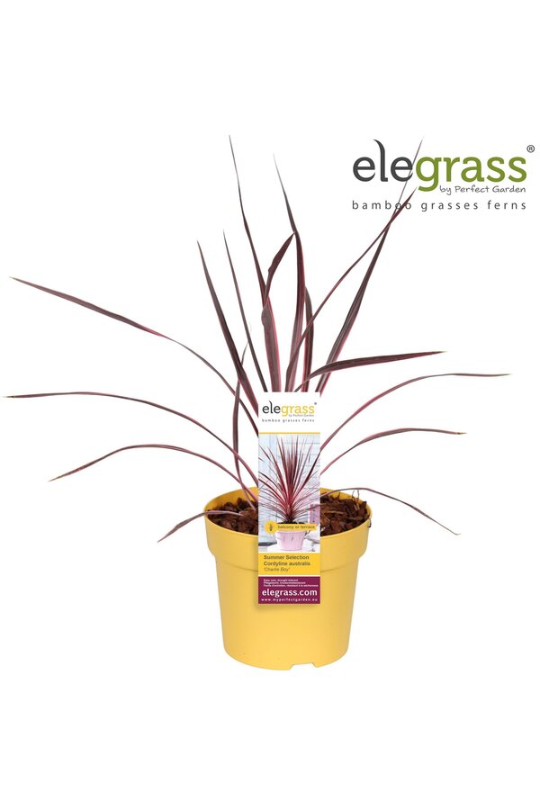 Cordyline australis Charlie Boy P14