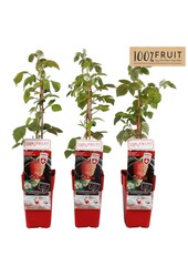 Rubus ideaus Twotimer Sugana Yellow® P15