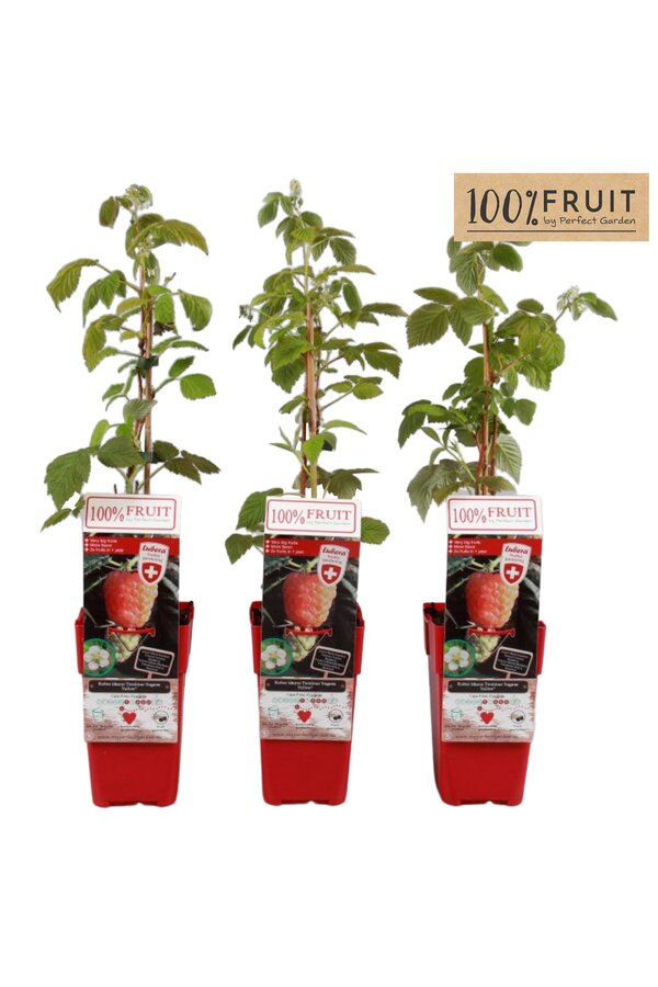 Rubus ideaus Twotimer Sugana Yellow® P15