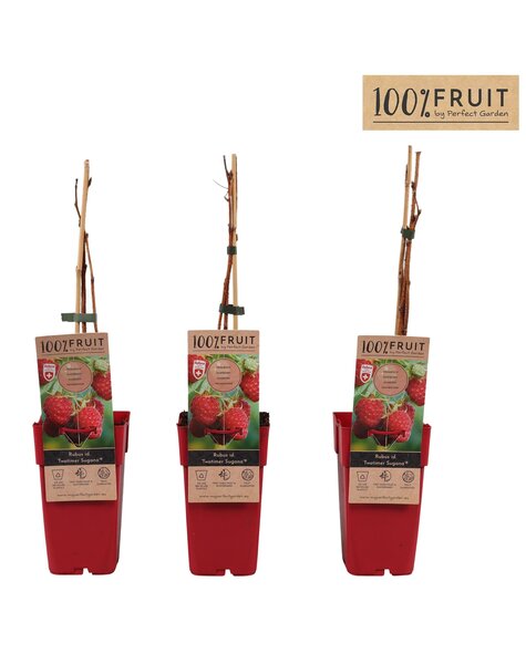 Rubus idaeus Twotimer Sugana Red® P15