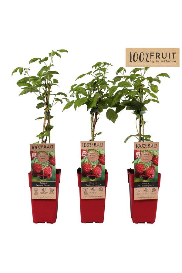 Rubus idaeus Twotimer Sugana Red® P15