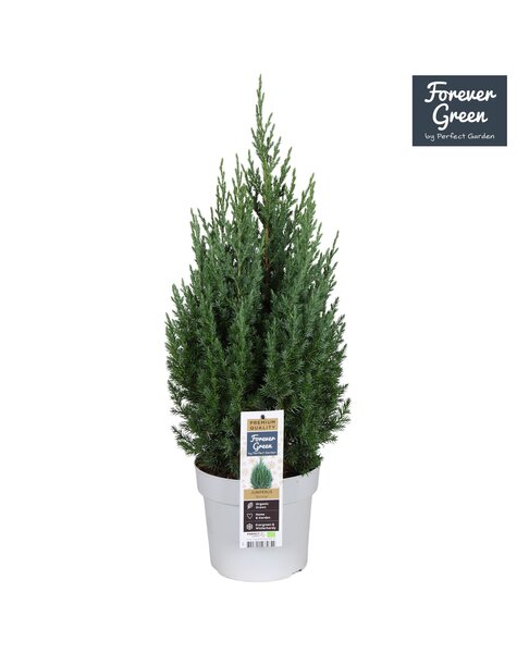 Juniperus chinensis Stricta P19 - Bio