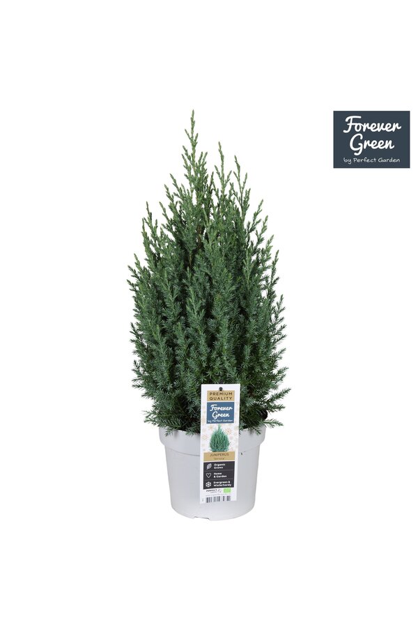 Juniperus chinensis Stricta P19 - Bio