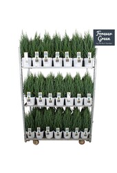 Juniperus chinensis Stricta P19 - Bio