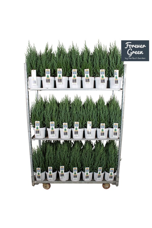 Juniperus chinensis Stricta P19 - Bio