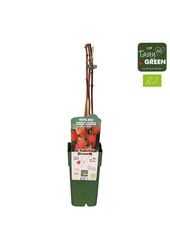 Rubus idaeus Heritage Bio P15