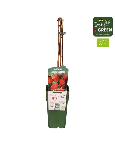 Rubus idaeus Heritage Bio P15