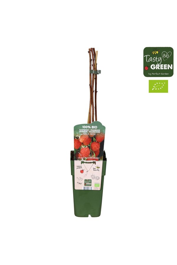 Rubus idaeus Heritage Bio P15
