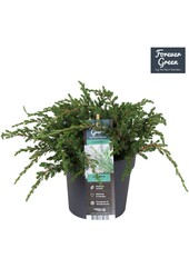 Juniperus communis Repanda P14