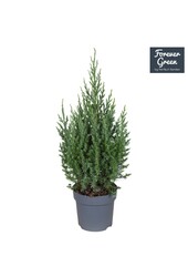 Juniperus chinensis Stricta P14