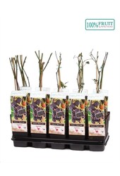 Rubus fruticosus Black Satin P15