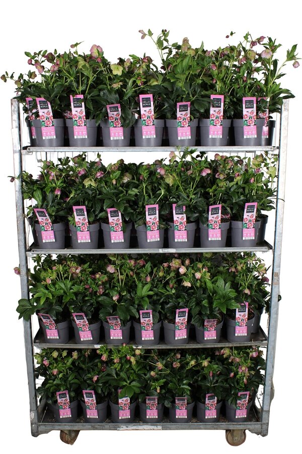 Helleborus orientalis Hello Pink P17