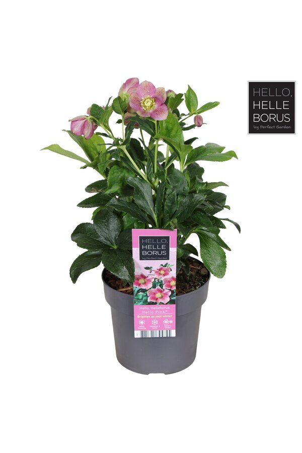 Helleborus orientalis Hello Pink P17