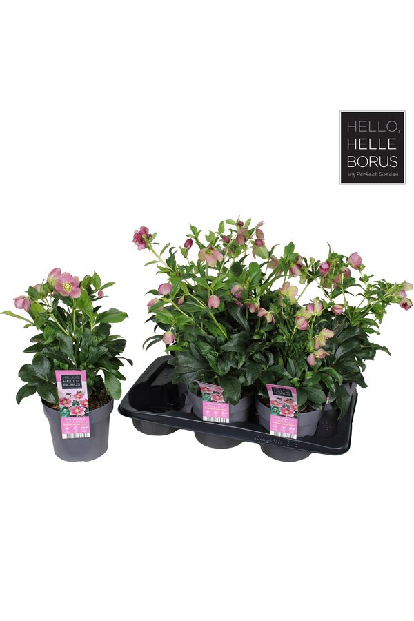 Helleborus orientalis Hello Pink P17