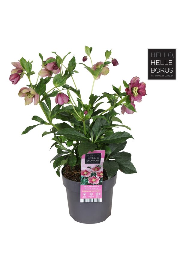 Helleborus orientalis Hello Pink P17