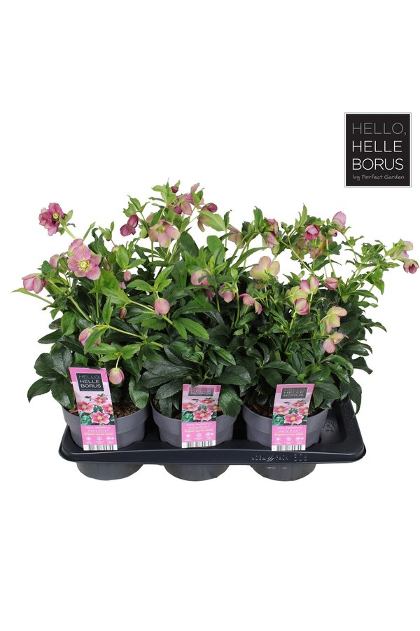 Helleborus orientalis Hello Pink P17