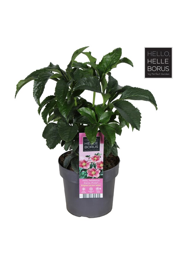 Helleborus orientalis Hello Pink P17