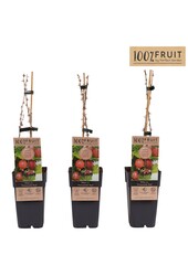 Ribes uva-crispa Hinnonmäki Röd P15