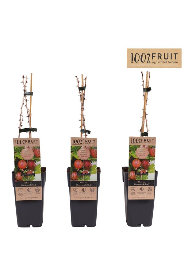 Ribes uva-crispa Hinnonmäki Röd P15