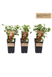 Ribes uva-crispa Hinnonmäki Röd P15