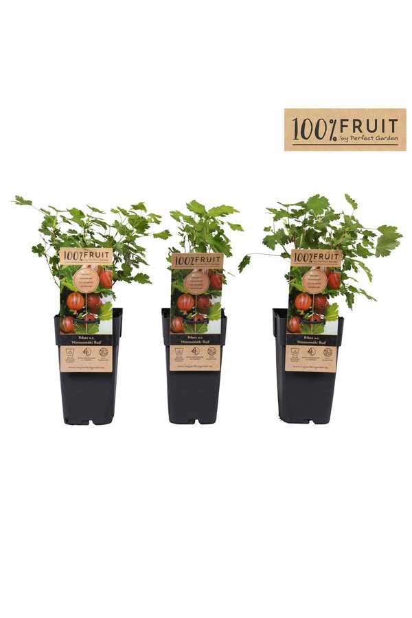 Ribes uva-crispa Hinnonmäki Röd P15