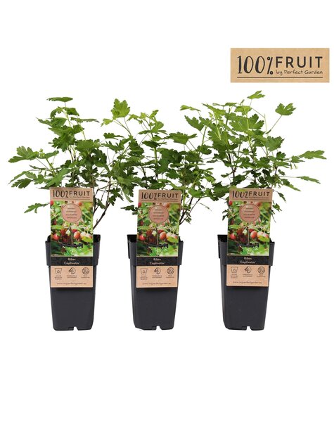 Ribes uva-crispa Captivator P15