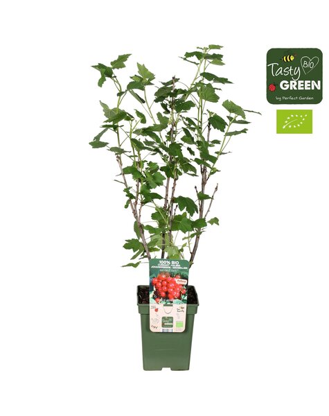 Ribes Ribest® Lisette® Bio P23