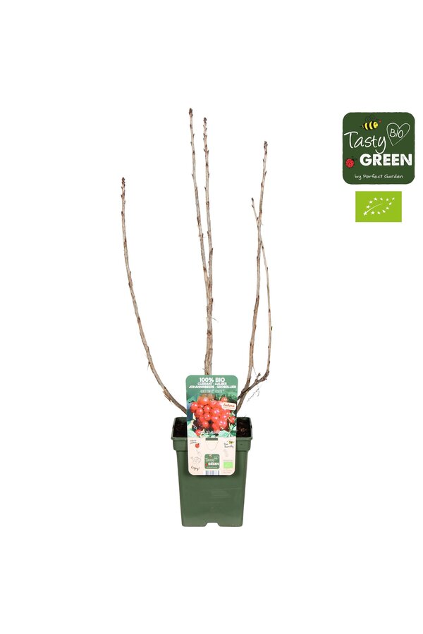 Ribes Ribest® Lisette® Bio P23