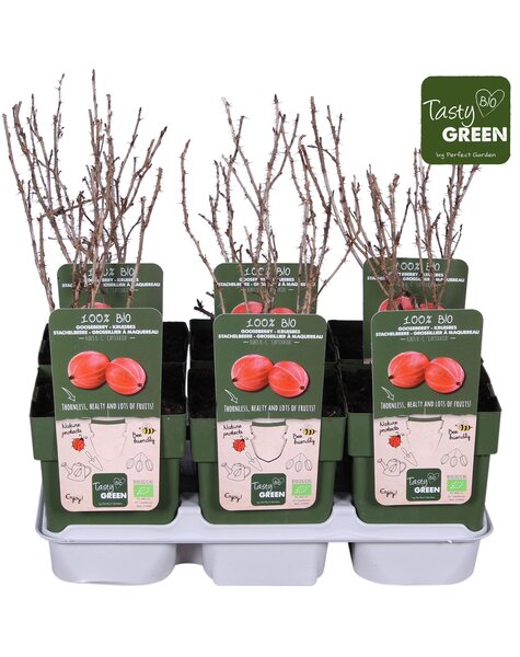 Ribes uva-crispa Captivator Bio P13