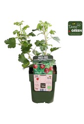 Ribes uva-crispa Captivator Bio P13