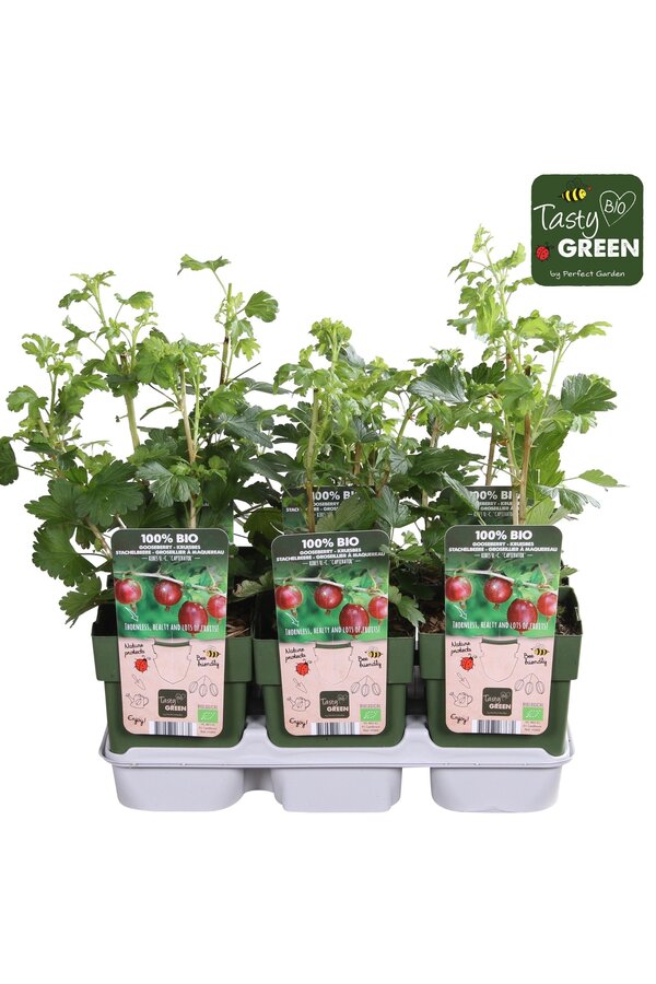Ribes uva-crispa Captivator Bio P13