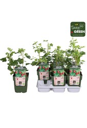 Ribes uva-crispa Captivator Bio P13