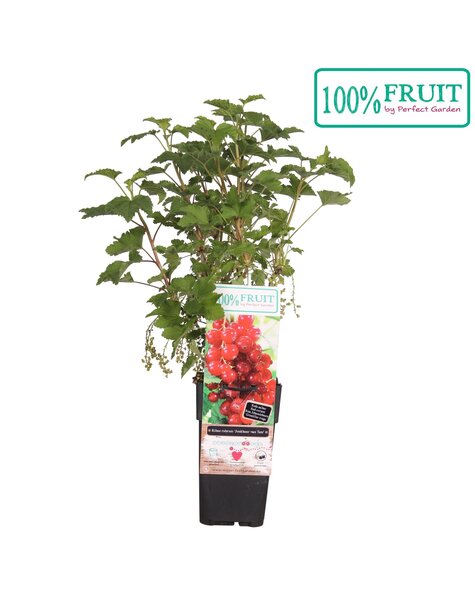 Ribes rubrum Jonkheer van Tets P15