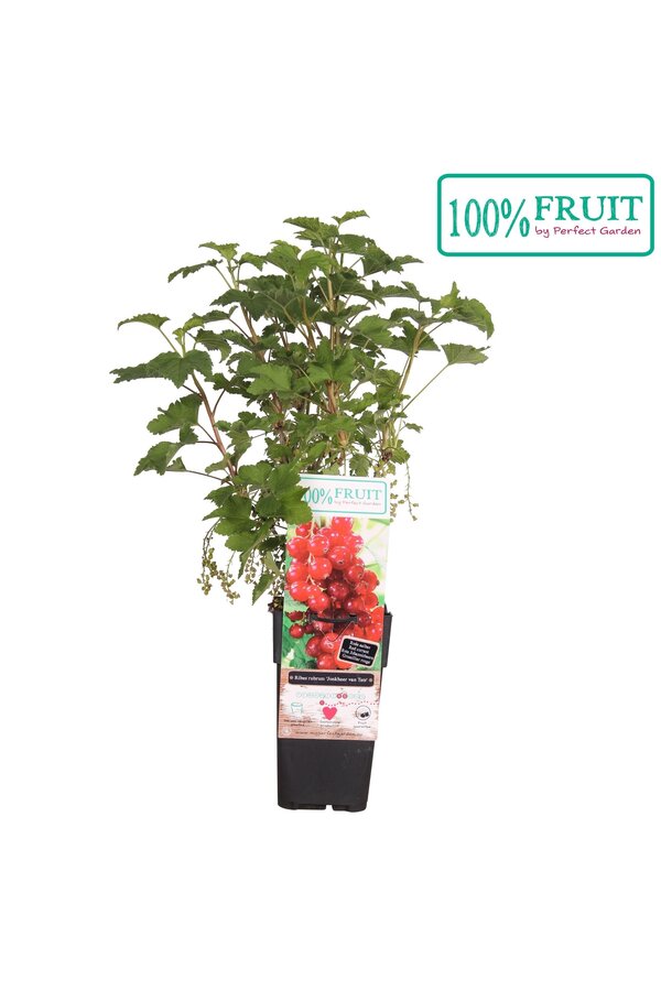 Ribes rubrum Jonkheer van Tets P15