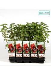 Ribes rubrum Jonkheer van Tets P15