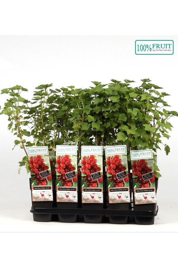 Ribes rubrum Jonkheer van Tets P15