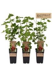 Ribes rubrum Jonkheer van Tets P15